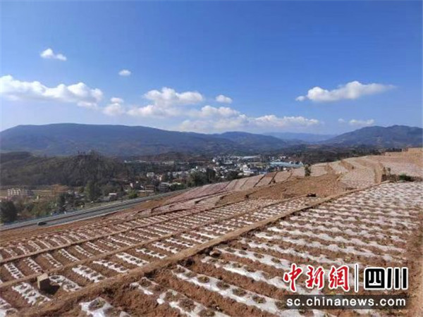 会东：发展粮烟融合项目 促进群众增收致富