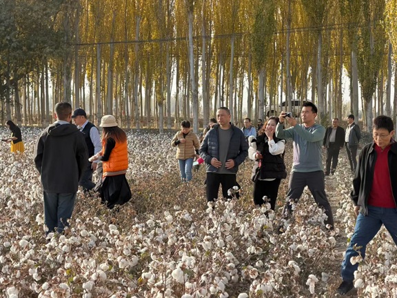 马中双语 | 海外华文媒体走进新疆沙雅棉田 ——在185万亩“科技新棉”中感受丰收的温度