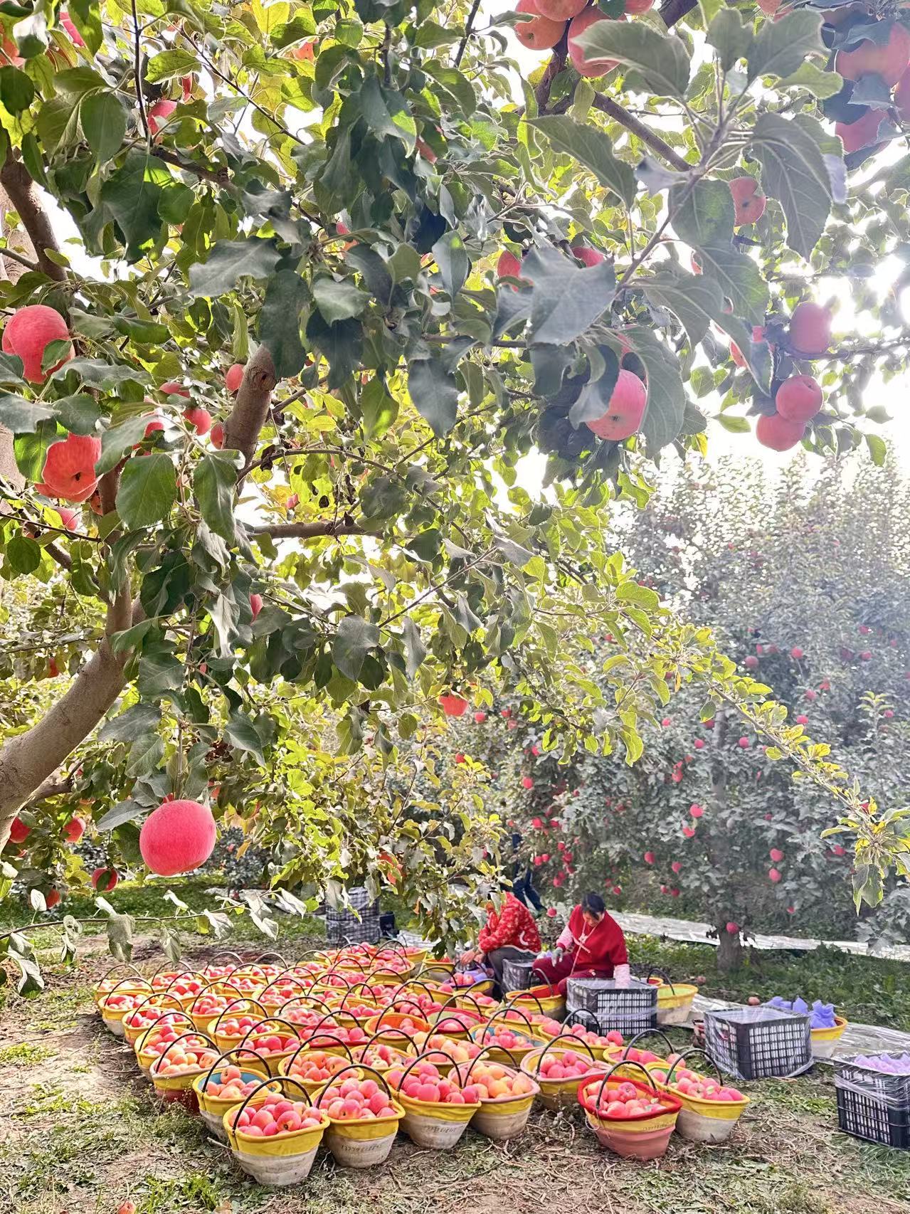 百亩果园迎丰收——走进沙雅县塔勒克努尔村冰糖心苹果的甜蜜季