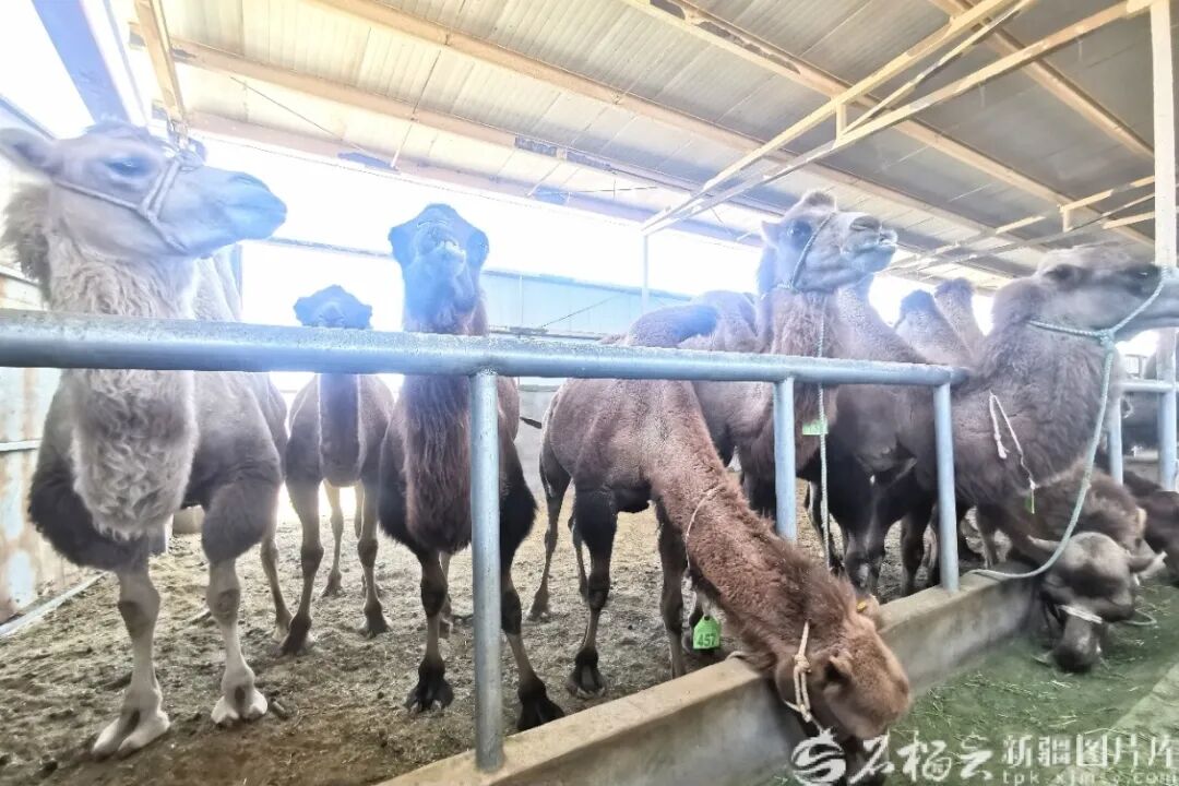 【创新智造看新疆】全链升级 柯坪“驼”起20亿元年产值